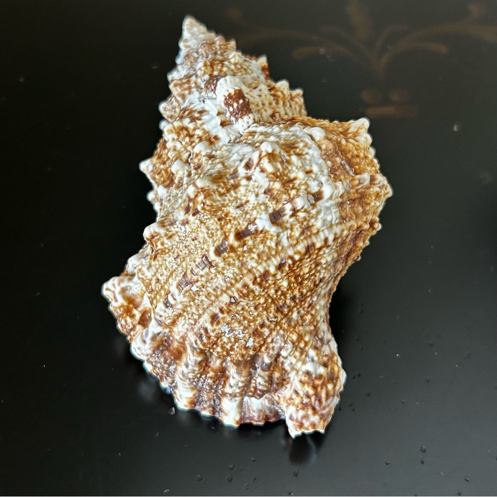 Frog Shell - Picture 3 of 8